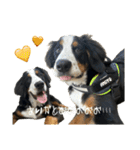 ⭐︎Andy⭐︎Bernese mountain dog（個別スタンプ：1）