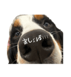 ⭐︎Andy⭐︎Bernese mountain dog（個別スタンプ：2）