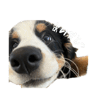 ⭐︎Andy⭐︎Bernese mountain dog（個別スタンプ：3）
