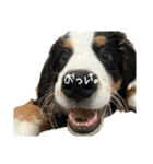 ⭐︎Andy⭐︎Bernese mountain dog（個別スタンプ：4）