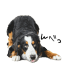 ⭐︎Andy⭐︎Bernese mountain dog（個別スタンプ：5）