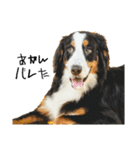 ⭐︎Andy⭐︎Bernese mountain dog（個別スタンプ：6）