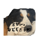 ⭐︎Andy⭐︎Bernese mountain dog（個別スタンプ：7）
