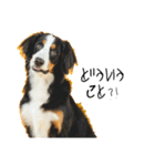 ⭐︎Andy⭐︎Bernese mountain dog（個別スタンプ：8）