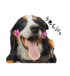 ⭐︎Andy⭐︎Bernese mountain dog（個別スタンプ：9）