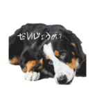 ⭐︎Andy⭐︎Bernese mountain dog（個別スタンプ：10）
