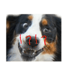 ⭐︎Andy⭐︎Bernese mountain dog（個別スタンプ：11）