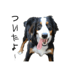⭐︎Andy⭐︎Bernese mountain dog（個別スタンプ：12）