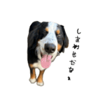 ⭐︎Andy⭐︎Bernese mountain dog（個別スタンプ：13）