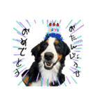 ⭐︎Andy⭐︎Bernese mountain dog（個別スタンプ：14）