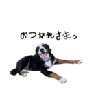 ⭐︎Andy⭐︎Bernese mountain dog（個別スタンプ：15）