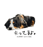 ⭐︎Andy⭐︎Bernese mountain dog（個別スタンプ：16）