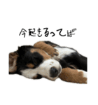 ⭐︎Andy⭐︎Bernese mountain dog（個別スタンプ：20）