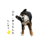 ⭐︎Andy⭐︎Bernese mountain dog（個別スタンプ：21）