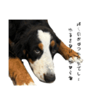 ⭐︎Andy⭐︎Bernese mountain dog（個別スタンプ：22）