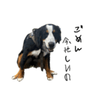 ⭐︎Andy⭐︎Bernese mountain dog（個別スタンプ：23）