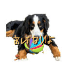 ⭐︎Andy⭐︎Bernese mountain dog（個別スタンプ：24）