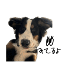 ⭐︎Andy⭐︎Bernese mountain dog（個別スタンプ：25）