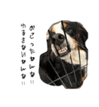 ⭐︎Andy⭐︎Bernese mountain dog（個別スタンプ：26）