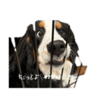 ⭐︎Andy⭐︎Bernese mountain dog（個別スタンプ：27）
