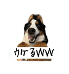 ⭐︎Andy⭐︎Bernese mountain dog（個別スタンプ：28）