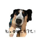 ⭐︎Andy⭐︎Bernese mountain dog（個別スタンプ：29）