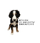 ⭐︎Andy⭐︎Bernese mountain dog（個別スタンプ：30）