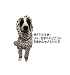 ⭐︎Andy⭐︎Bernese mountain dog（個別スタンプ：31）