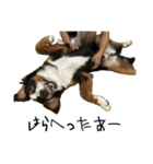 ⭐︎Andy⭐︎Bernese mountain dog（個別スタンプ：32）