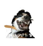 ⭐︎Andy⭐︎Bernese mountain dog（個別スタンプ：33）