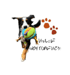 ⭐︎Andy⭐︎Bernese mountain dog（個別スタンプ：34）