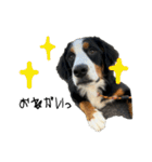 ⭐︎Andy⭐︎Bernese mountain dog（個別スタンプ：35）