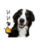 ⭐︎Andy⭐︎Bernese mountain dog（個別スタンプ：36）