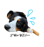 ⭐︎Andy⭐︎Bernese mountain dog（個別スタンプ：37）