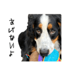 ⭐︎Andy⭐︎Bernese mountain dog（個別スタンプ：38）