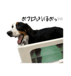 ⭐︎Andy⭐︎Bernese mountain dog（個別スタンプ：39）