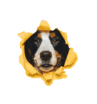 ⭐︎Andy⭐︎Bernese mountain dog（個別スタンプ：40）