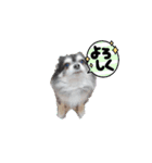 プロペラ（個別スタンプ：3）