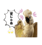 鳥が色々言うスタンプ#3（個別スタンプ：2）
