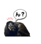鳥が色々言うスタンプ#3（個別スタンプ：11）