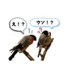 鳥が色々言うスタンプ#3（個別スタンプ：12）