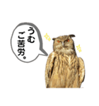鳥が色々言うスタンプ#3（個別スタンプ：14）