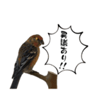 鳥が色々言うスタンプ#3（個別スタンプ：15）