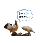 鳥が色々言うスタンプ#3（個別スタンプ：16）
