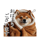 【冬・年末年始】肥犬（個別スタンプ：11）