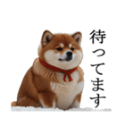 【冬・年末年始】肥犬（個別スタンプ：31）