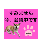 シバ犬のさくらさんの「すみません」➕α（個別スタンプ：1）