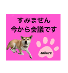 シバ犬のさくらさんの「すみません」➕α（個別スタンプ：2）