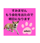 シバ犬のさくらさんの「すみません」➕α（個別スタンプ：3）