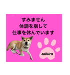 シバ犬のさくらさんの「すみません」➕α（個別スタンプ：4）